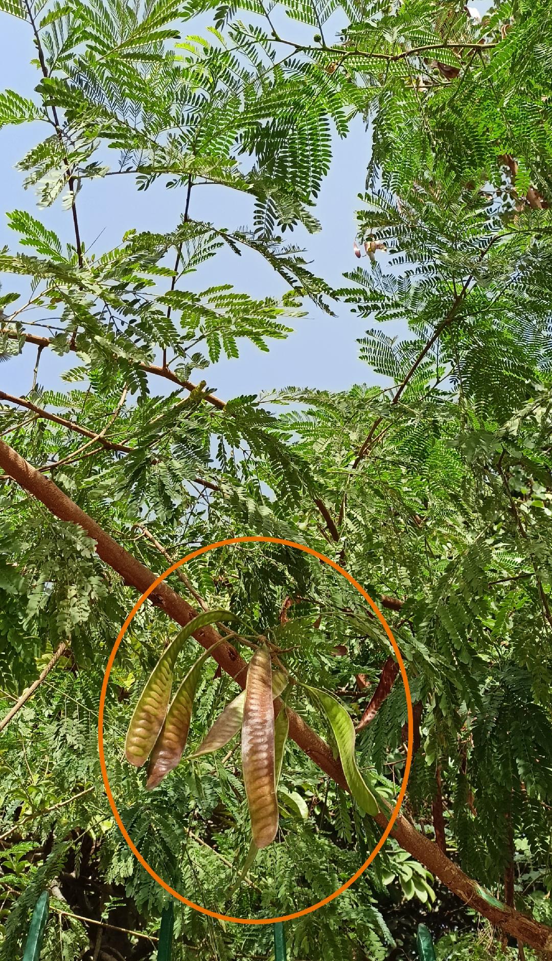 شجرة الليوسينا