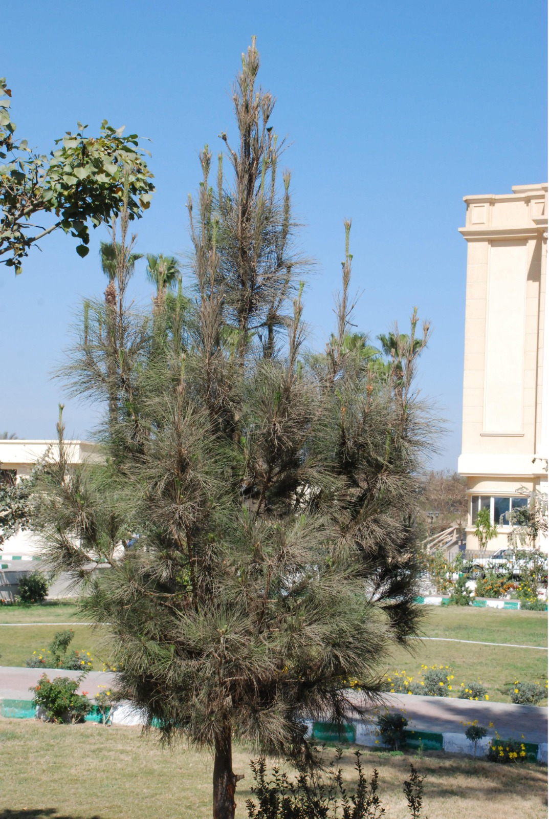 شجرة الصنوبر الحلبي