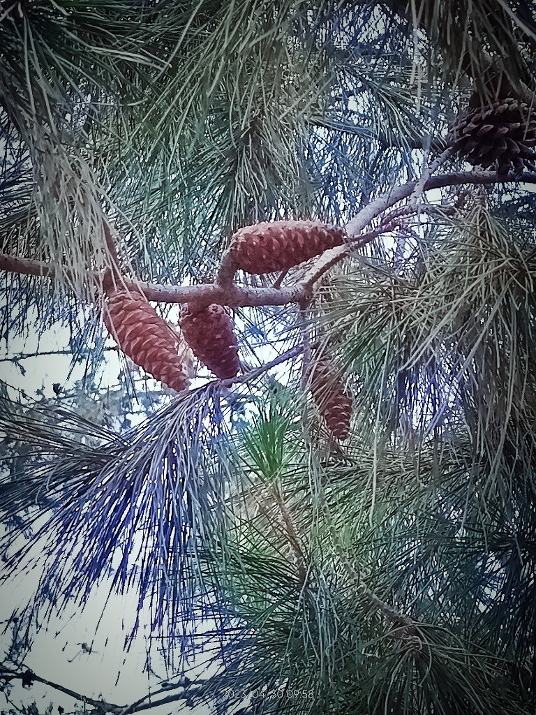 الصنوبر الحلبي