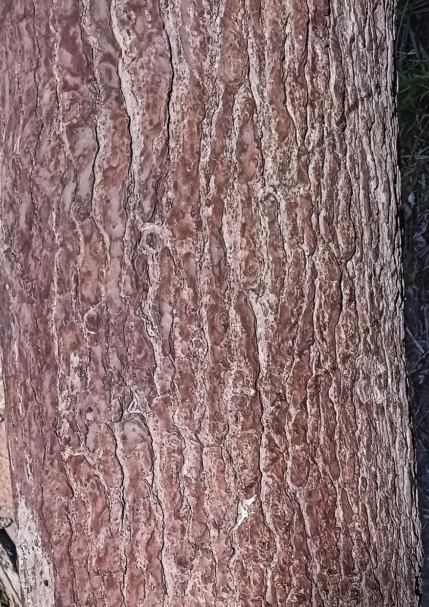 القلف متشقق بني محمر