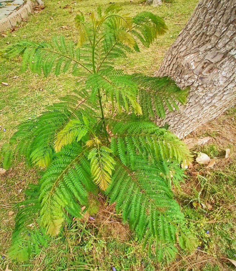 فروع الشجرة