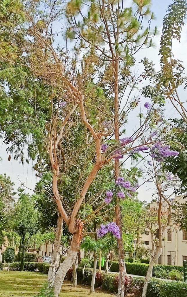 الشجرة في أحد الطرق