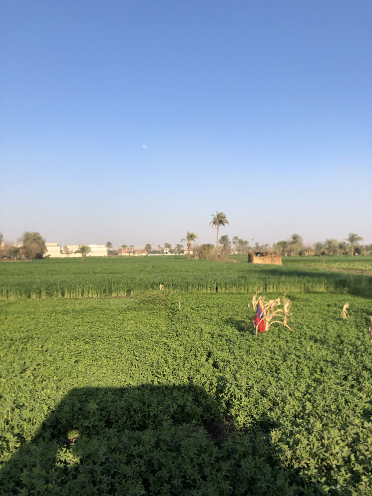 الزراعة في المنيا