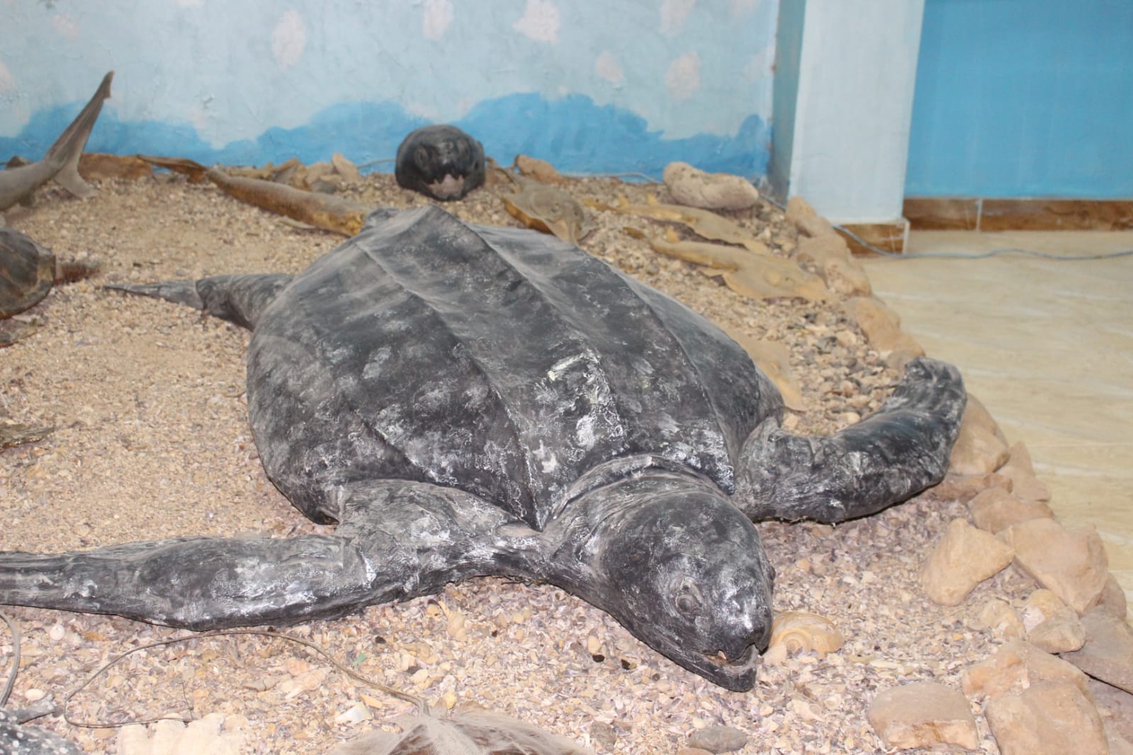 متحف معهد علوم البحار في السويس