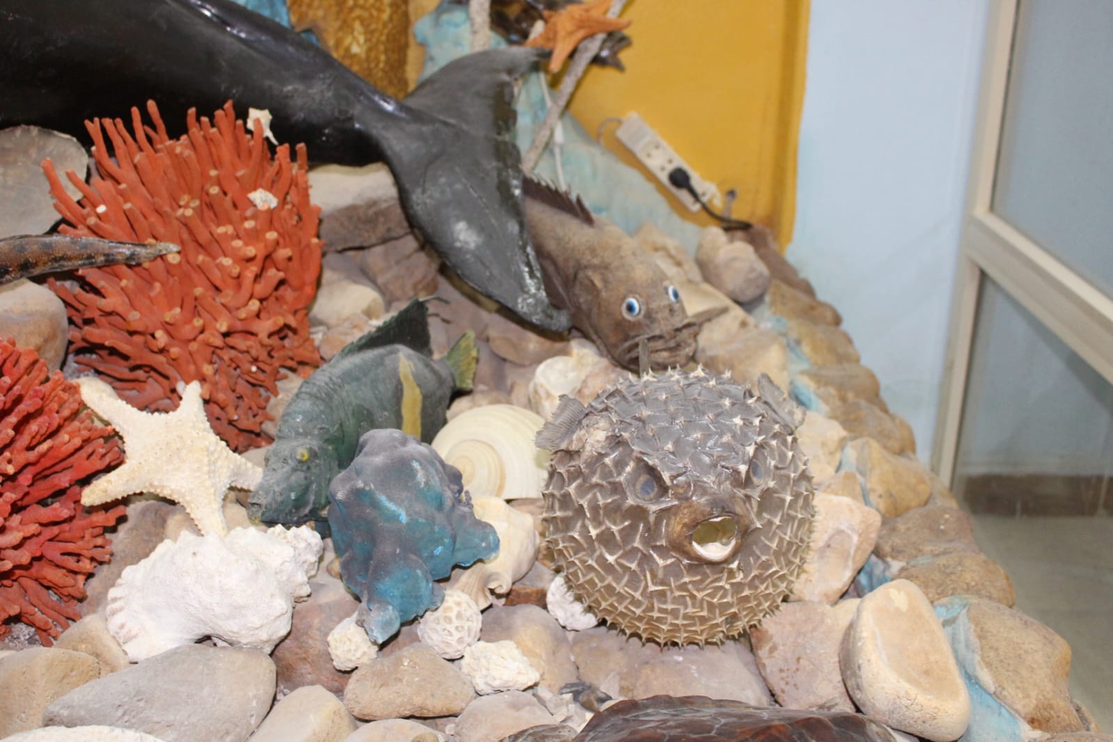 متحف معهد علوم البحار في السويس