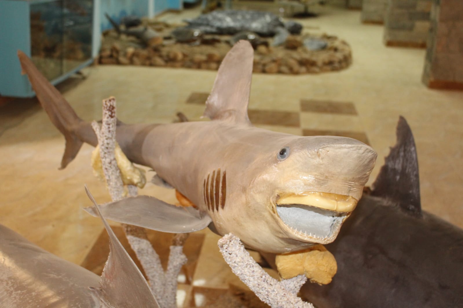 متحف معهد علوم البحار في السويس