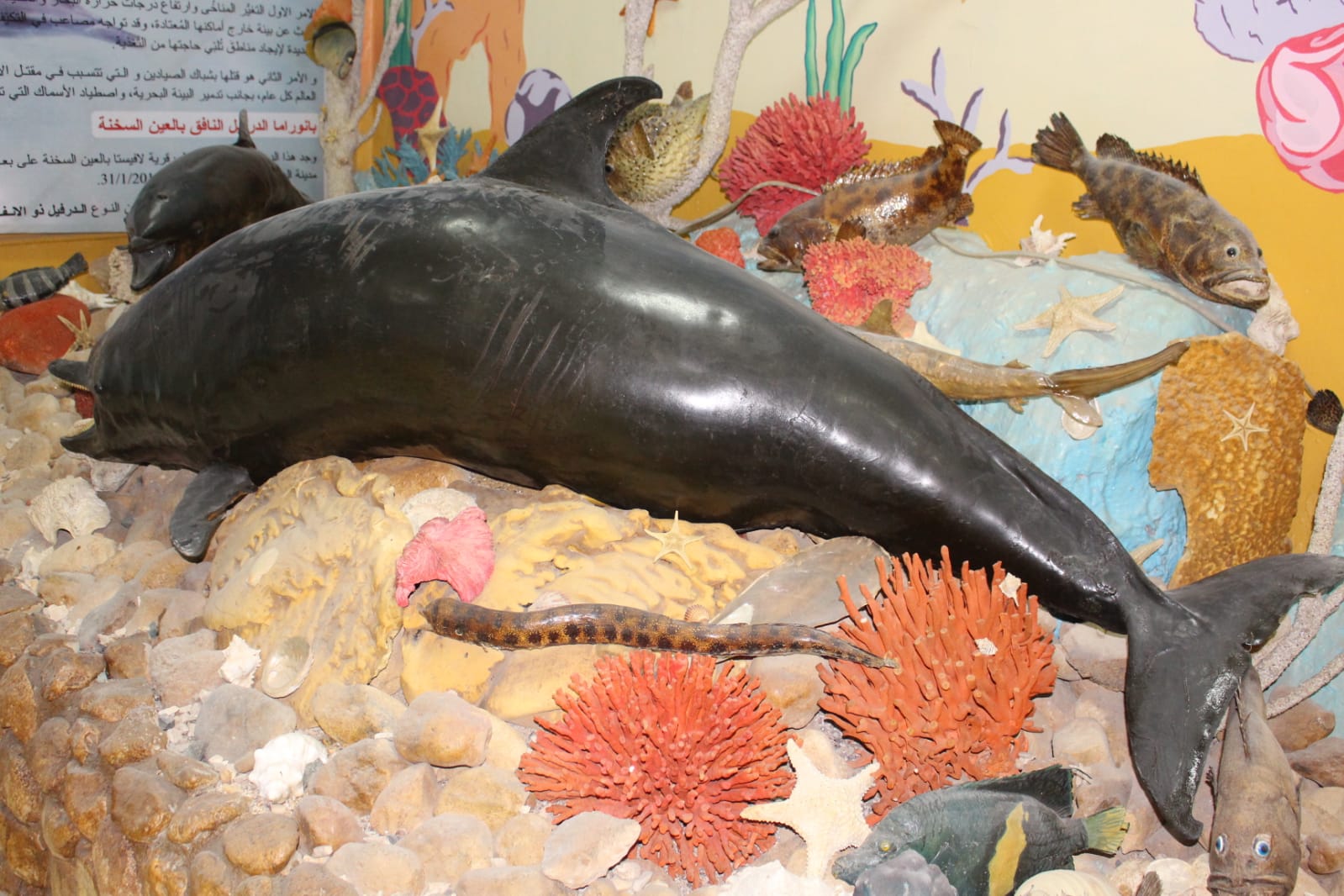 متحف معهد علوم البحار في السويس