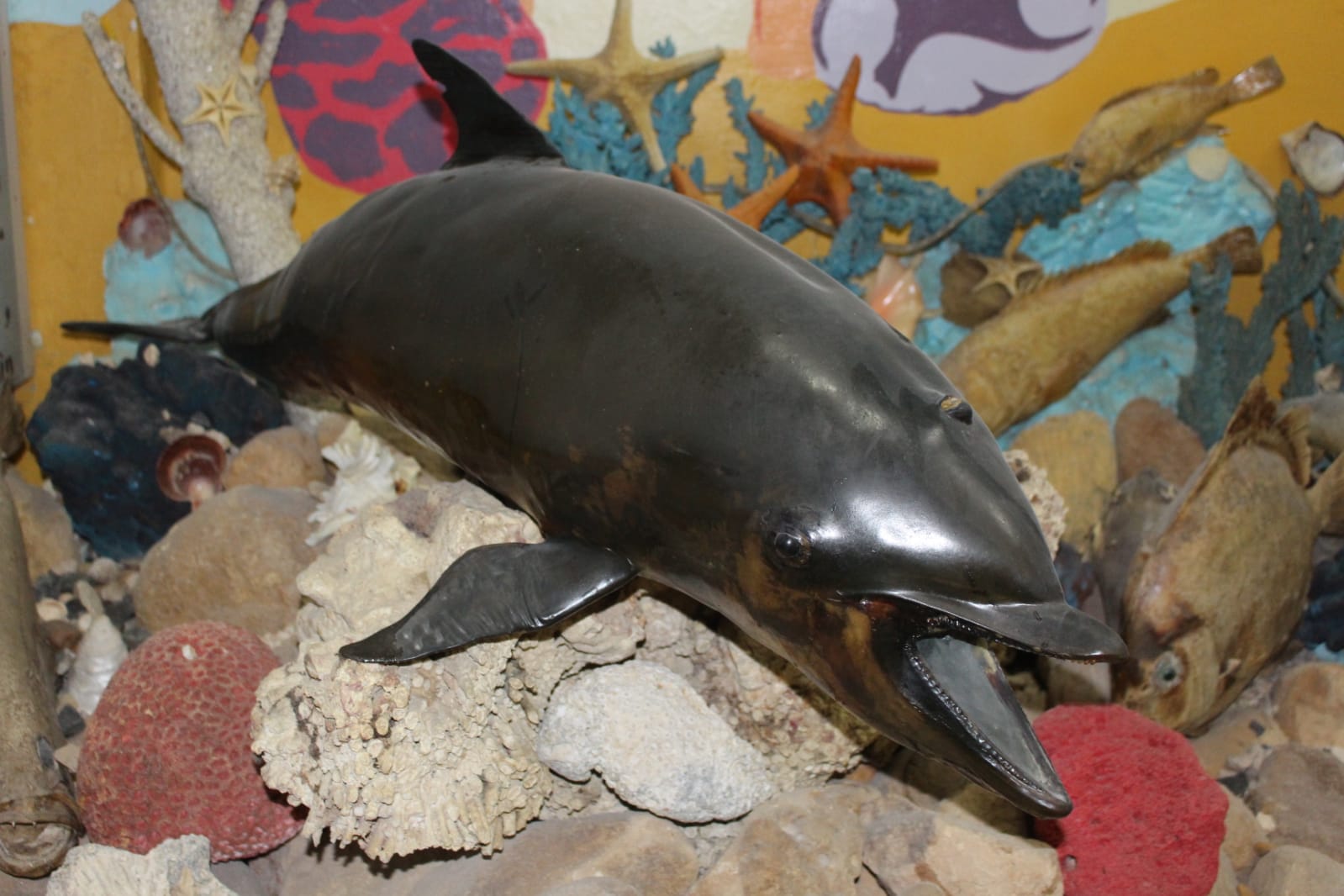 متحف معهد علوم البحار في السويس