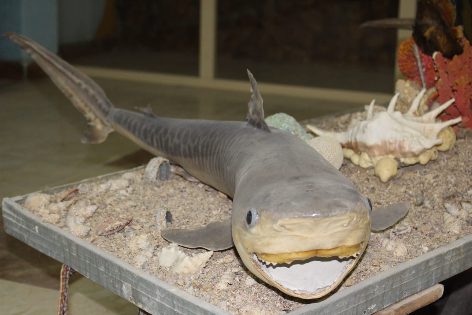 متحف معهد علوم البحار في السويس