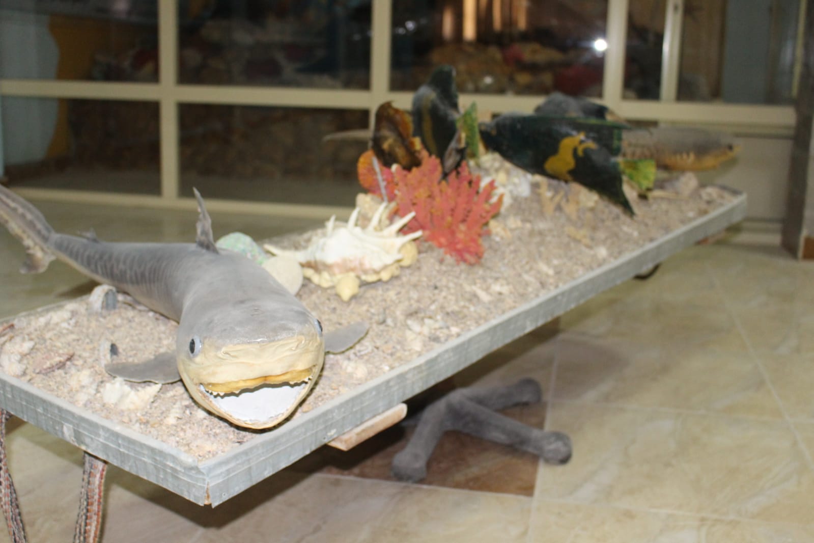 متحف معهد علوم البحار في السويس