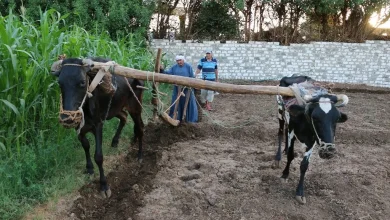 محراث البقر في العوامية