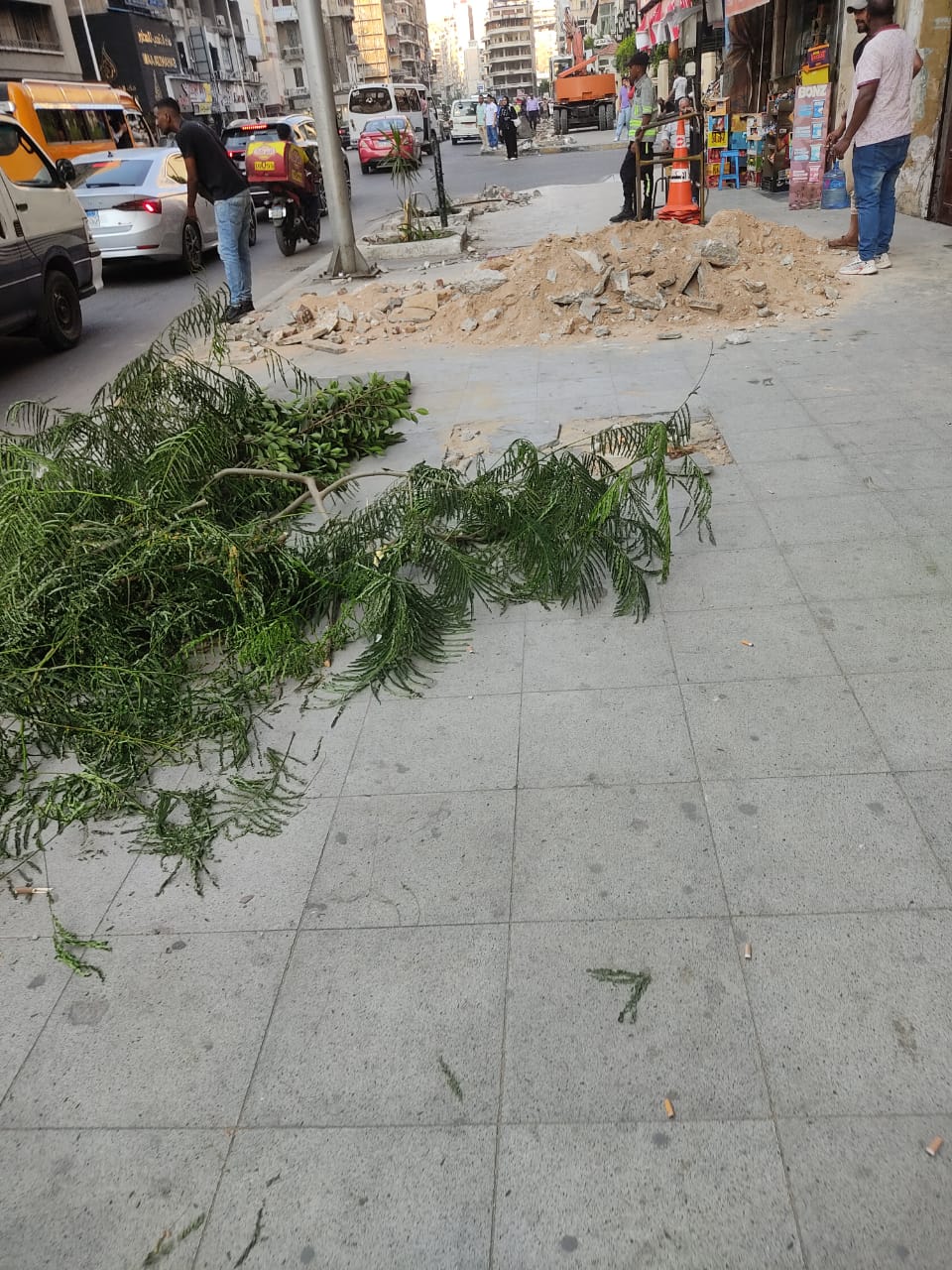 قطع الأشجار في أبوقير.. تصوير: دعاء عبدالحميد