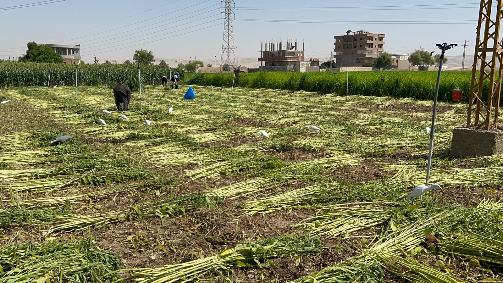 حصاد السمسم تصوير: حسن عبدالنعيم 