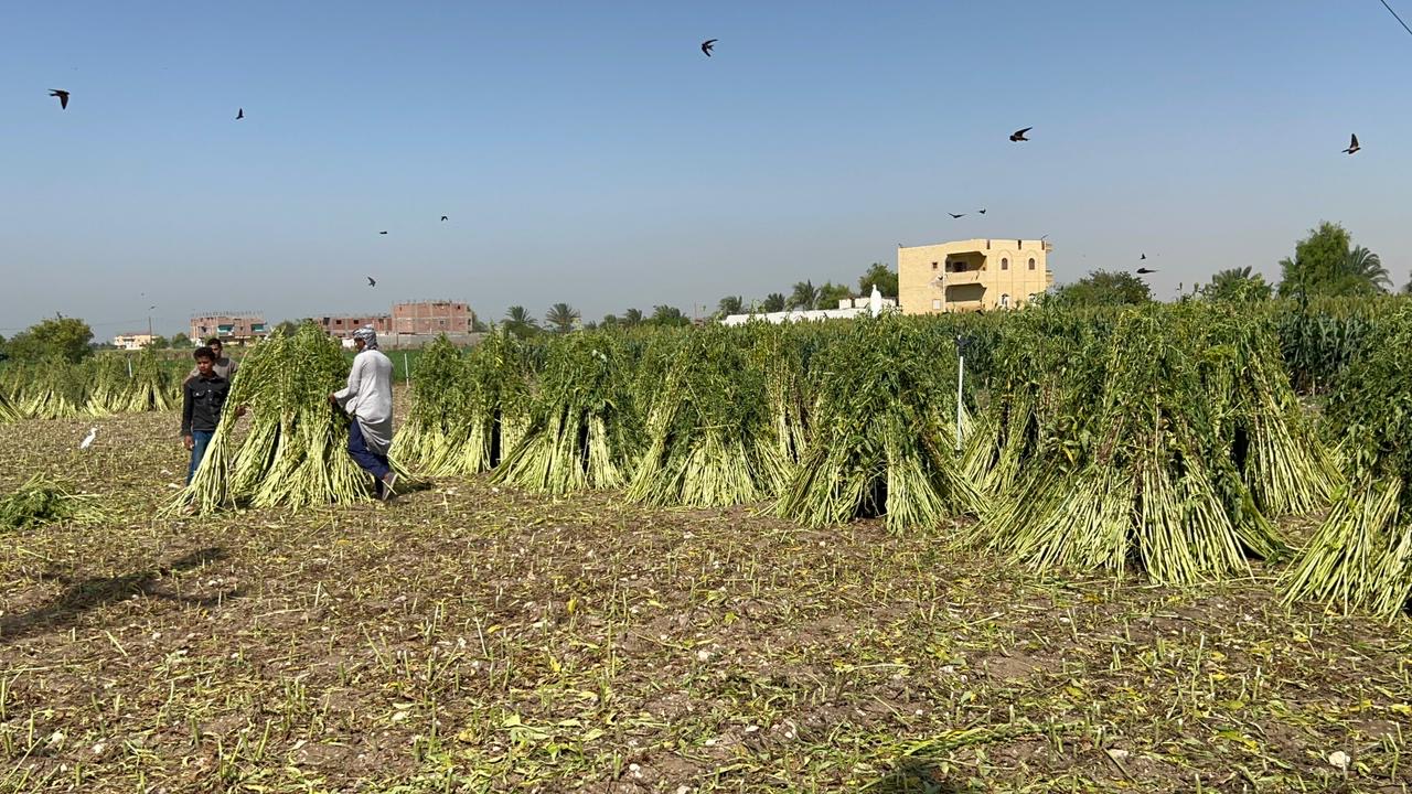 رص عرائس السمسم تصوير: حسن عبدالنعيم 