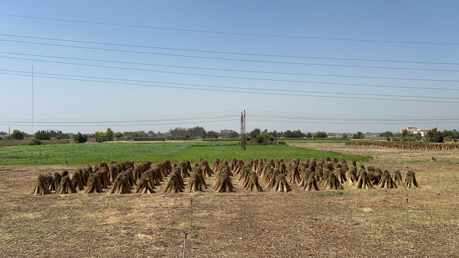 عرائس السمسم تزين الحقول تصوير: حسن عبدالنعيم 