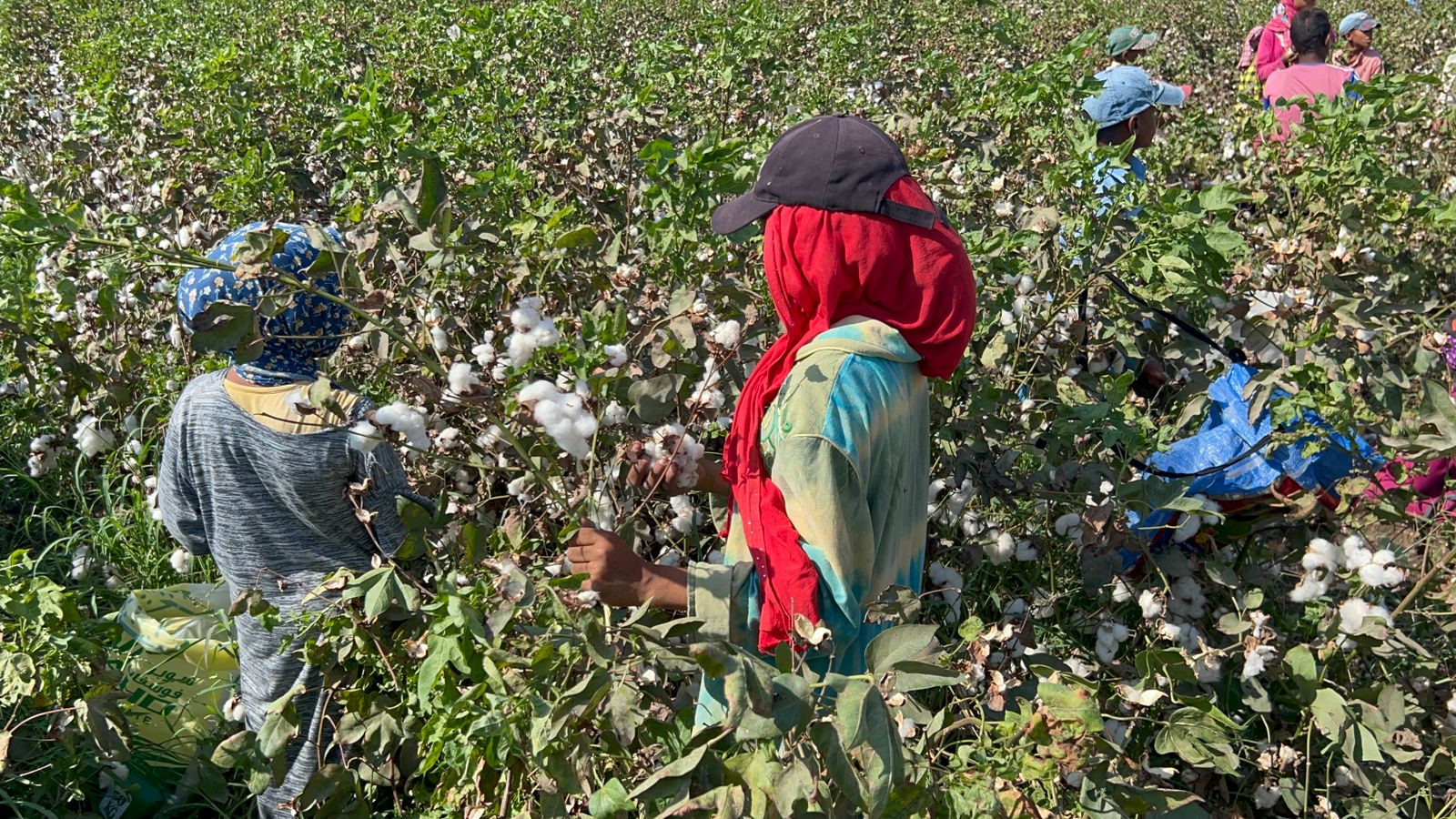 جني القطن بأسيوط تصوير: حسن عبدالنعيم