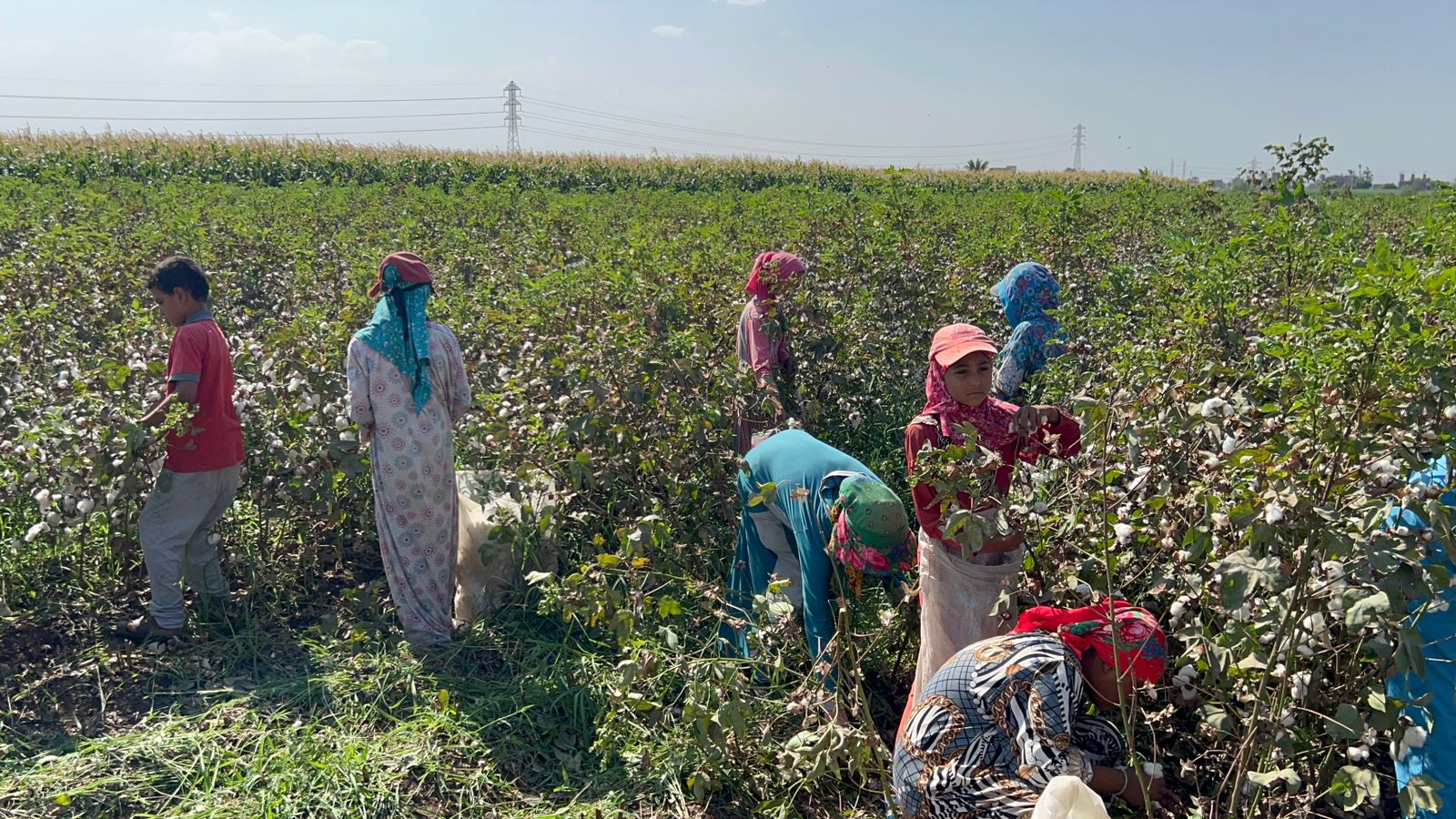 جني القطن بأسيوط تصوير: حسن عبدالنعيم