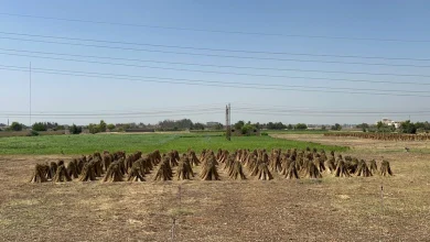 عرائس السمسم في أبنوب.. تصوير: حسن فتحي