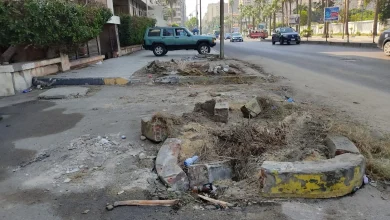 آثار قطع النخيل في منطقة سيدي جابر - أبوقير.. تصوير: دعاء عبدالحميد