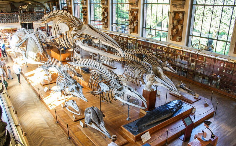المتحف الوطني للتاريخ الطبيعي في باريس - مشاع إبداعي