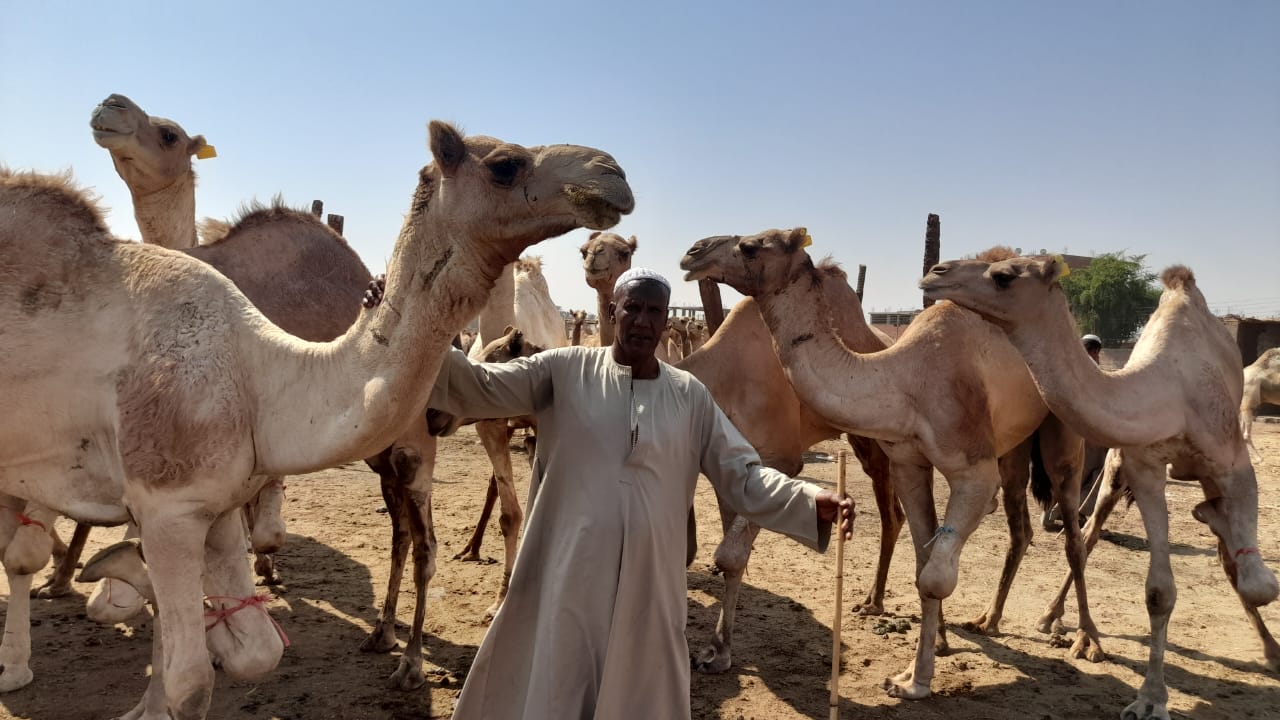 سوق الجمال في دراو بأسوان - تصوير: محمد الأسواني