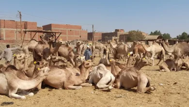 سوق الجمال في دراو.. تصوير: محمد الأسواني