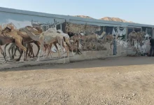 جدارايات الملقطة.. تصوير: أبو الحسن عبدالستار