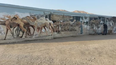 جدارايات الملقطة.. تصوير: أبو الحسن عبدالستار