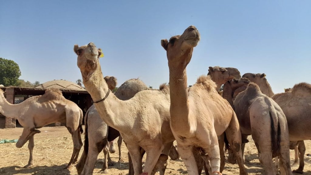من داخل سوق الجمال في أسوان - تصوير: محمد الأسواني