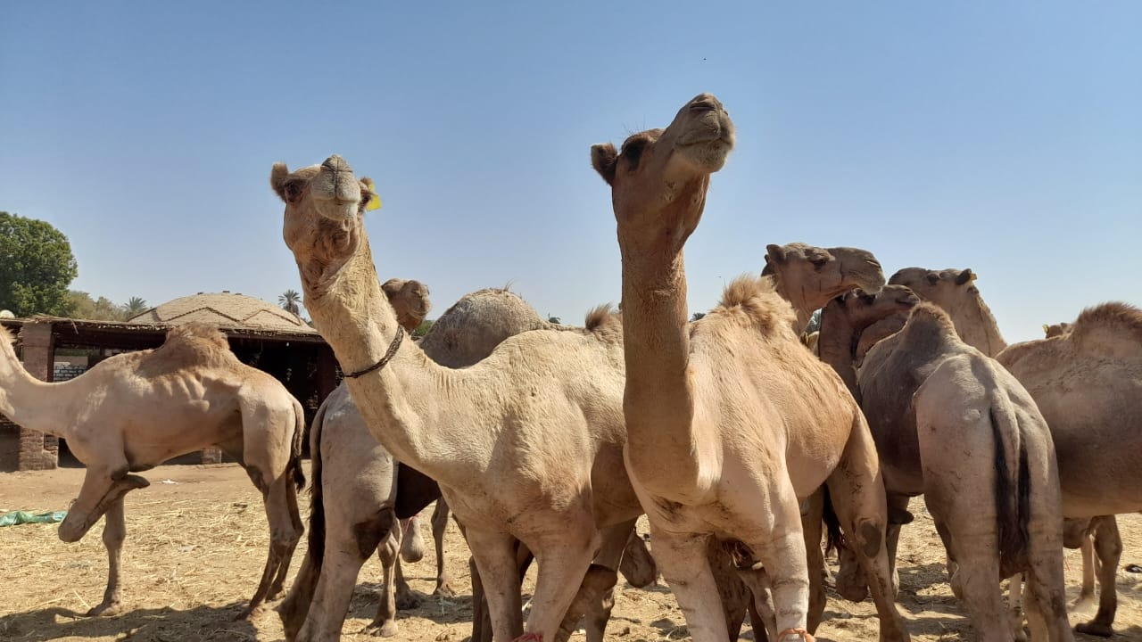 من داخل سوق الجمال في أسوان - تصوير: محمد الأسواني