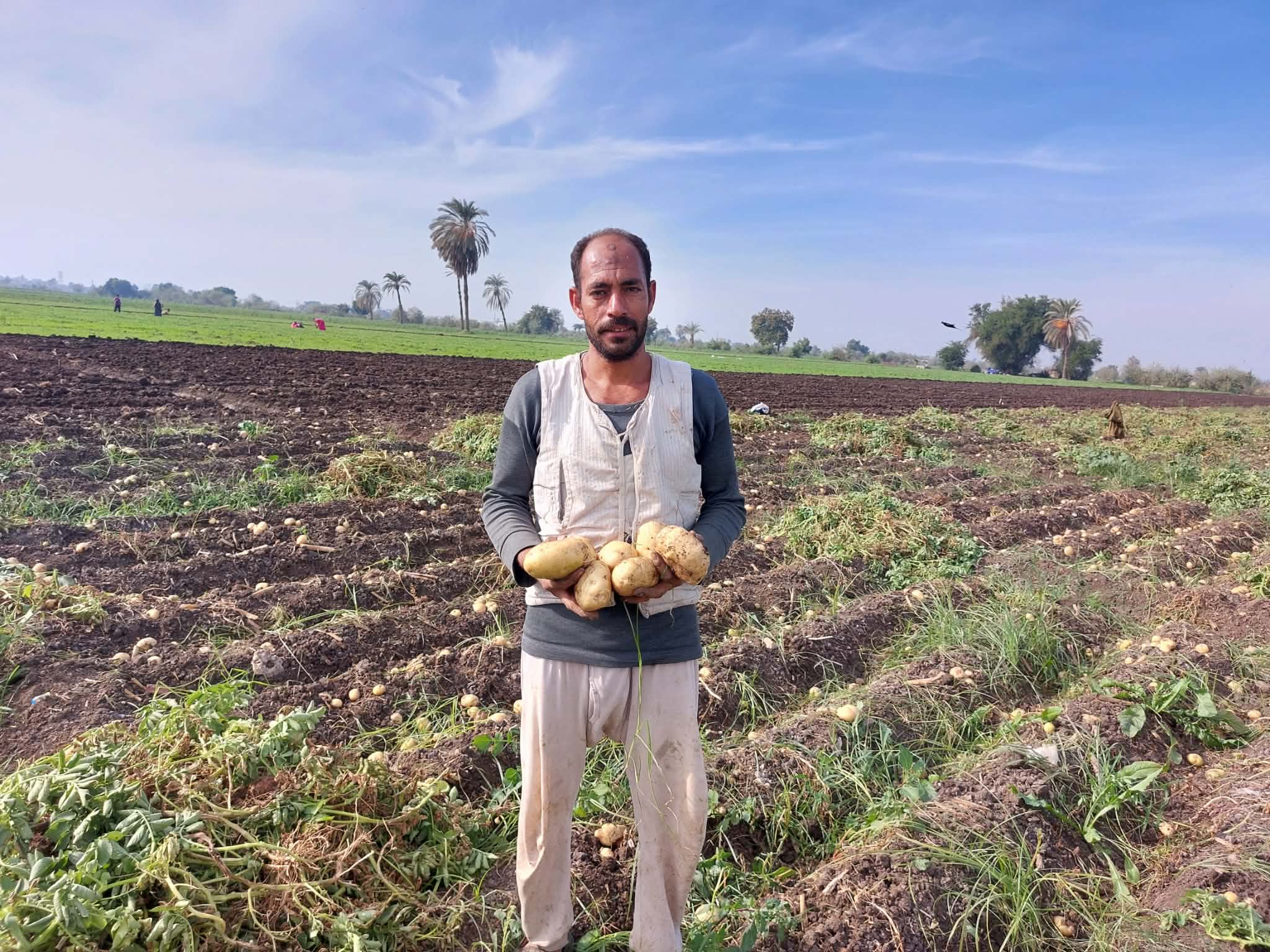 موسم حصاد البطاطس بقرية البرجاية بالمنيا.. تصوير: أسماء منتصر