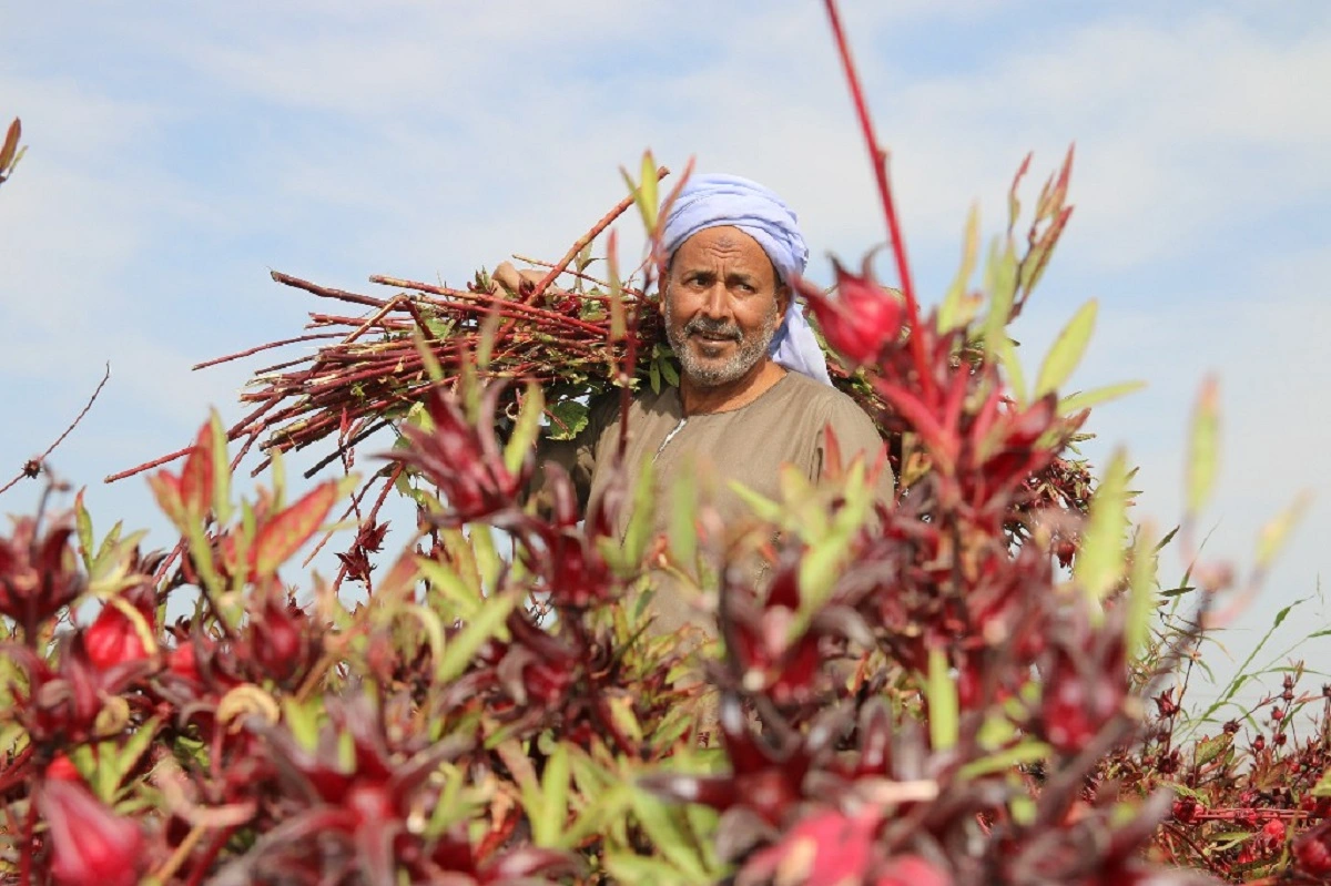 موسم حصاد الكركديه في إسنا.. تصوير: أبو الحسن عبدالستار