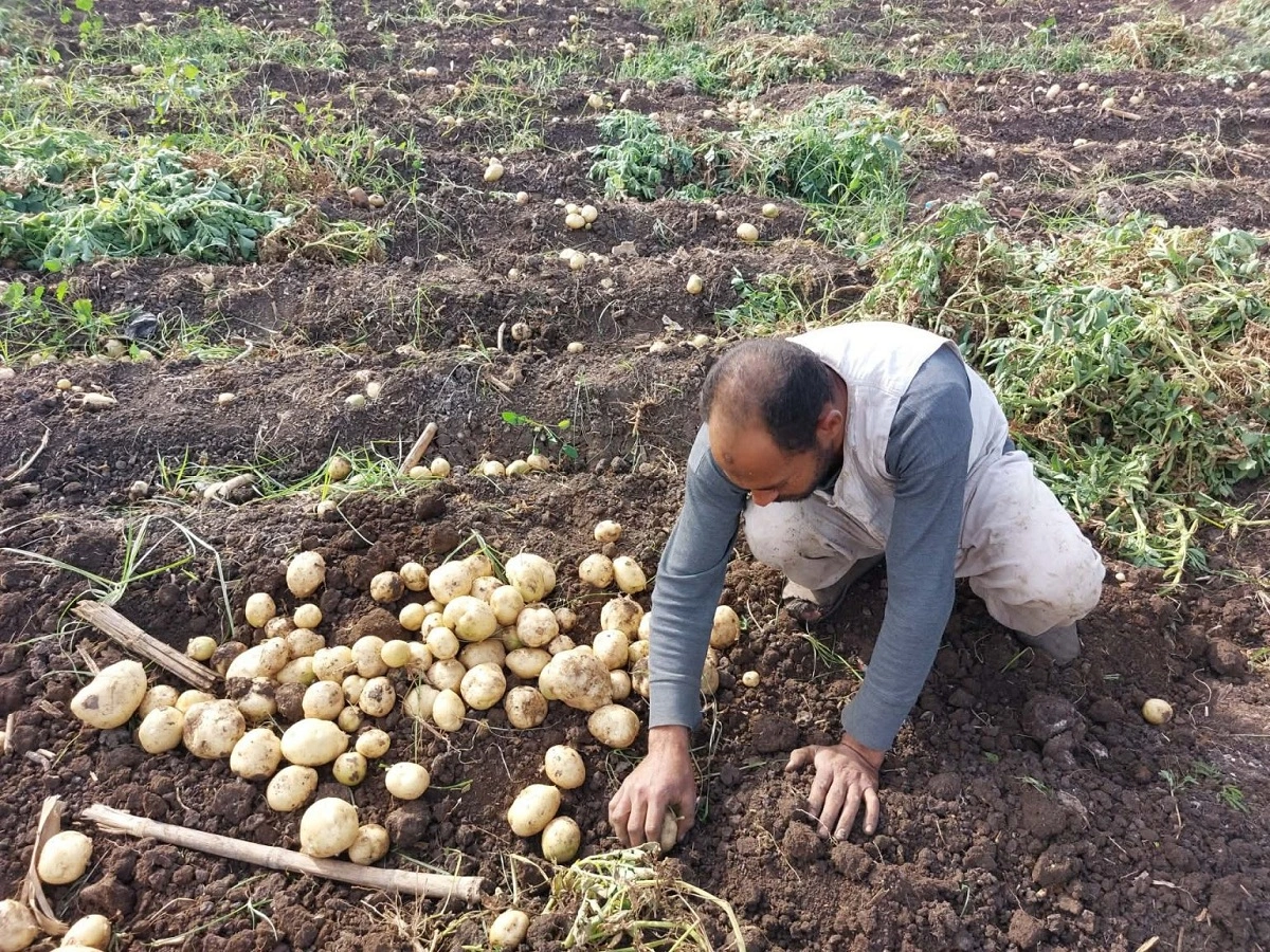 موسم حصاد البطاطس بقرية البرجاية بالمنيا.. تصوير: أسماء منتصر