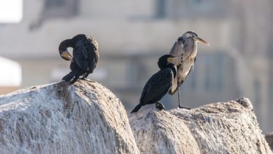 الطيور المهاجرة في أسوان.. تصوير: وفاء أمين