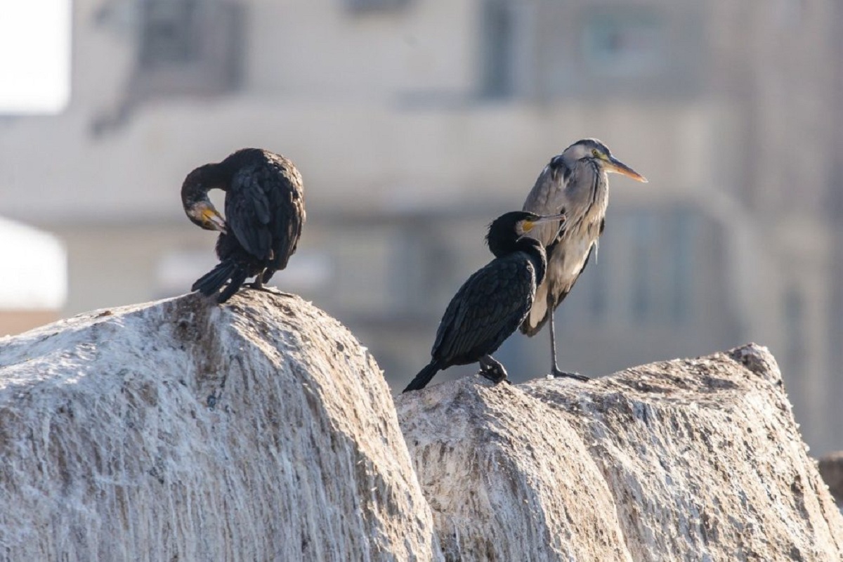 الطيور المهاجرة في أسوان.. تصوير: وفاء أمين