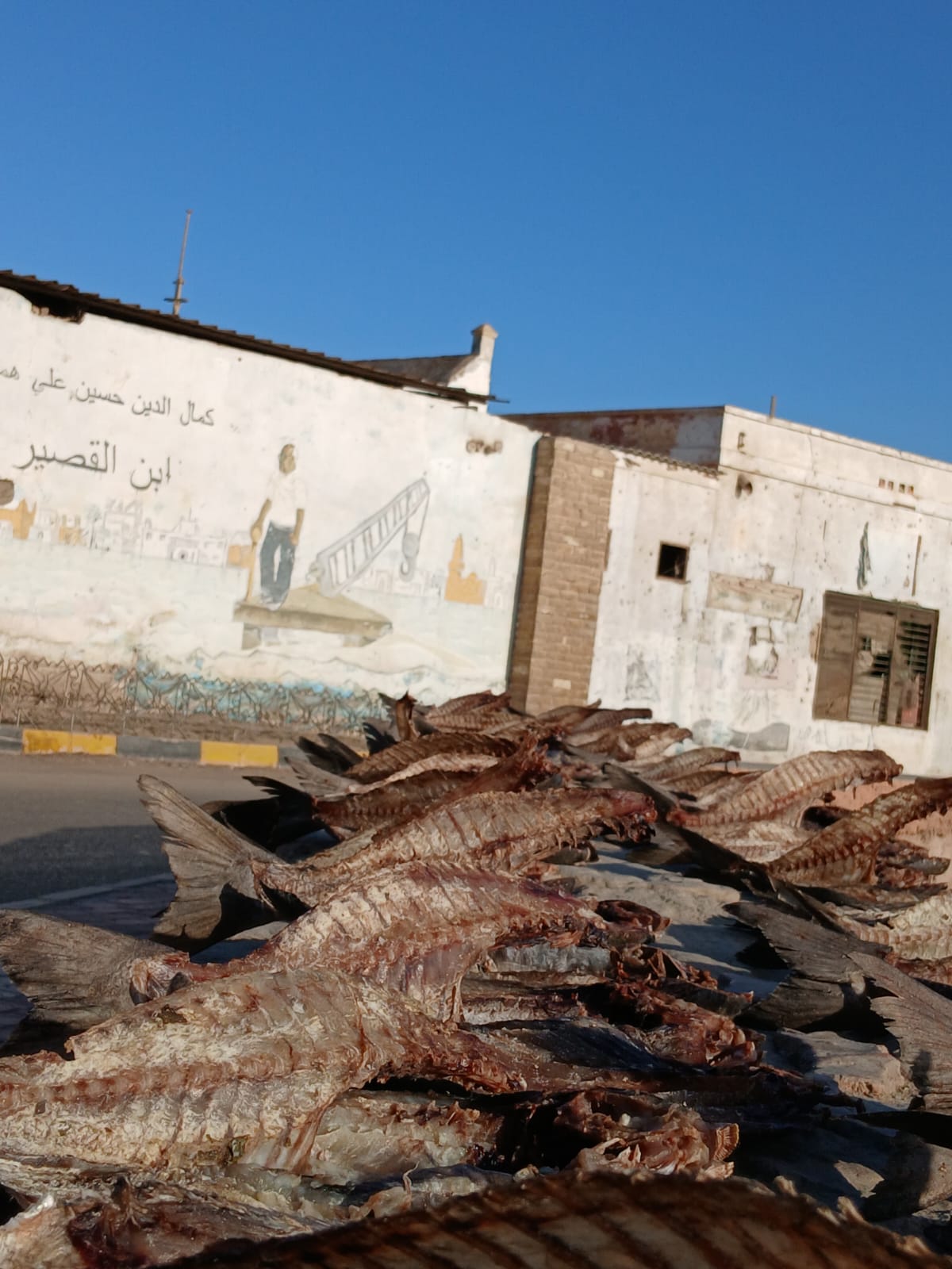 موسم تجفيف السمك في القصير.. تصوير: إسراء محارب