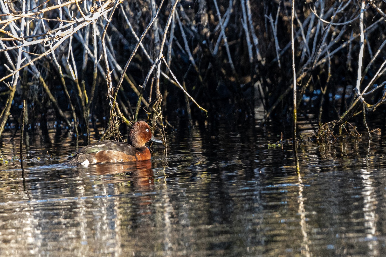 IMG 20260125 WA0080.jpg