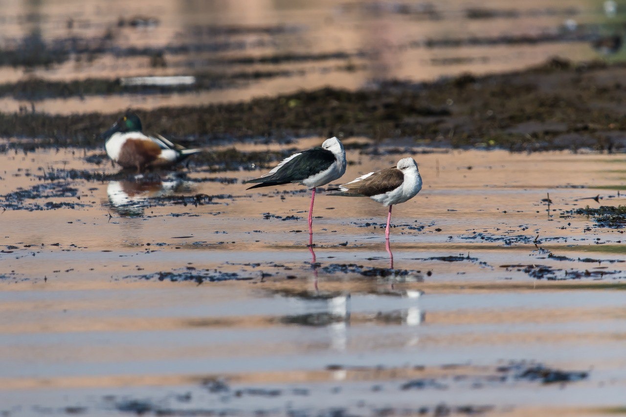 IMG 20260126 WA0002.jpg