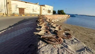 موسم تجفيف السمك في القصير.. تصوير: إسراء محارب