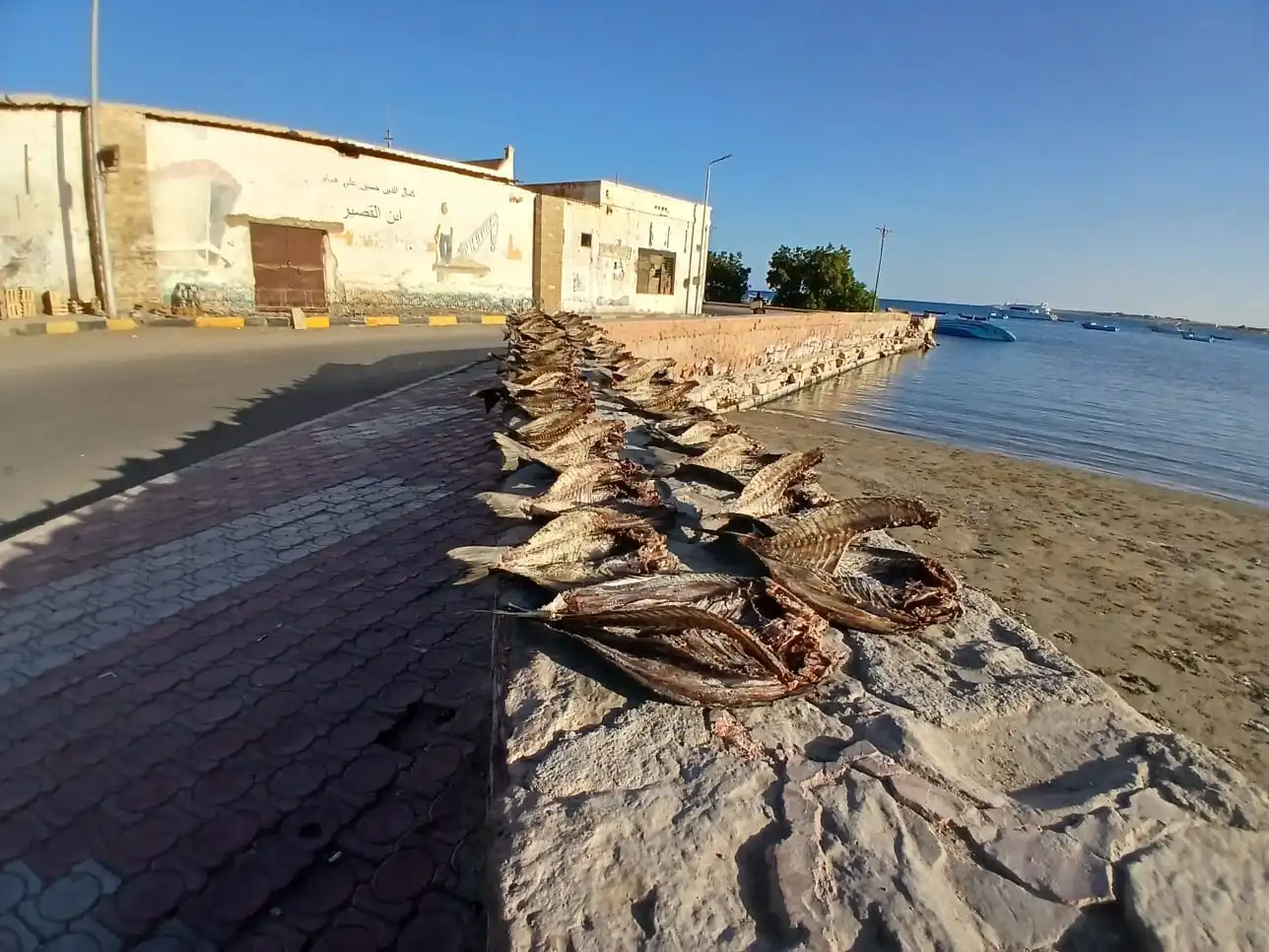 موسم تجفيف السمك في القصير.. تصوير: إسراء محارب