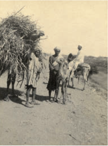 صورة لعمال زراعيين التقطها ليونيل دي روتشيلد (1882-1942) خلال زيارة لمصر عام 1925 المصدر الورقة البحثية لكارولين شو