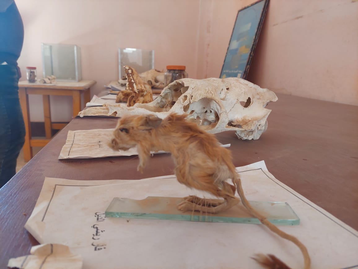 فأر ريشي محنط بمتحف التحنيط بالوادي الأسيوطي.. تصوير جاسمين مهني