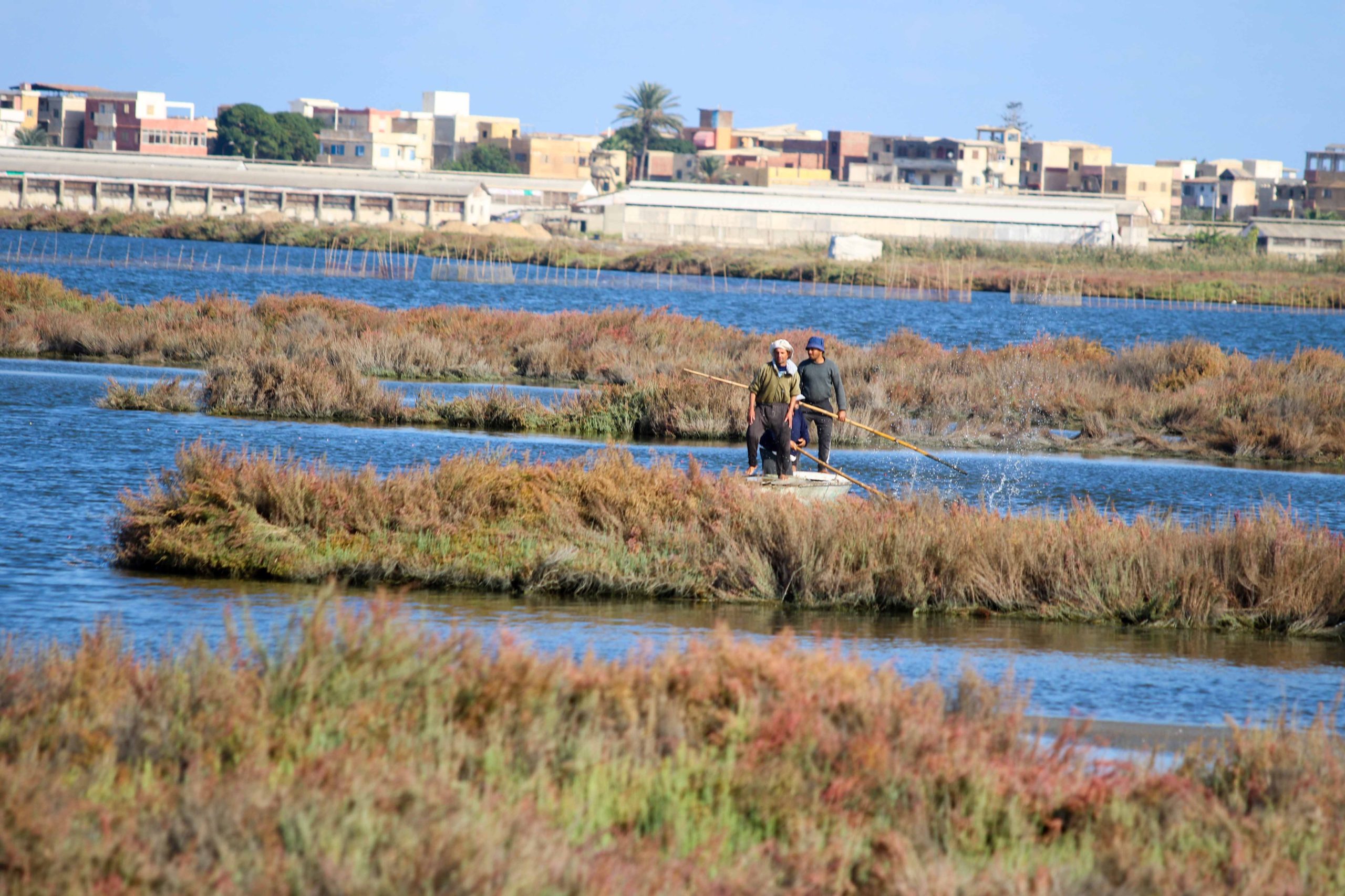 قارب صيد يبحر في بحيرة المنزلة بين أشجار مائية تصنف من الأراضي الرطبة.. تصوير: محمد عوض