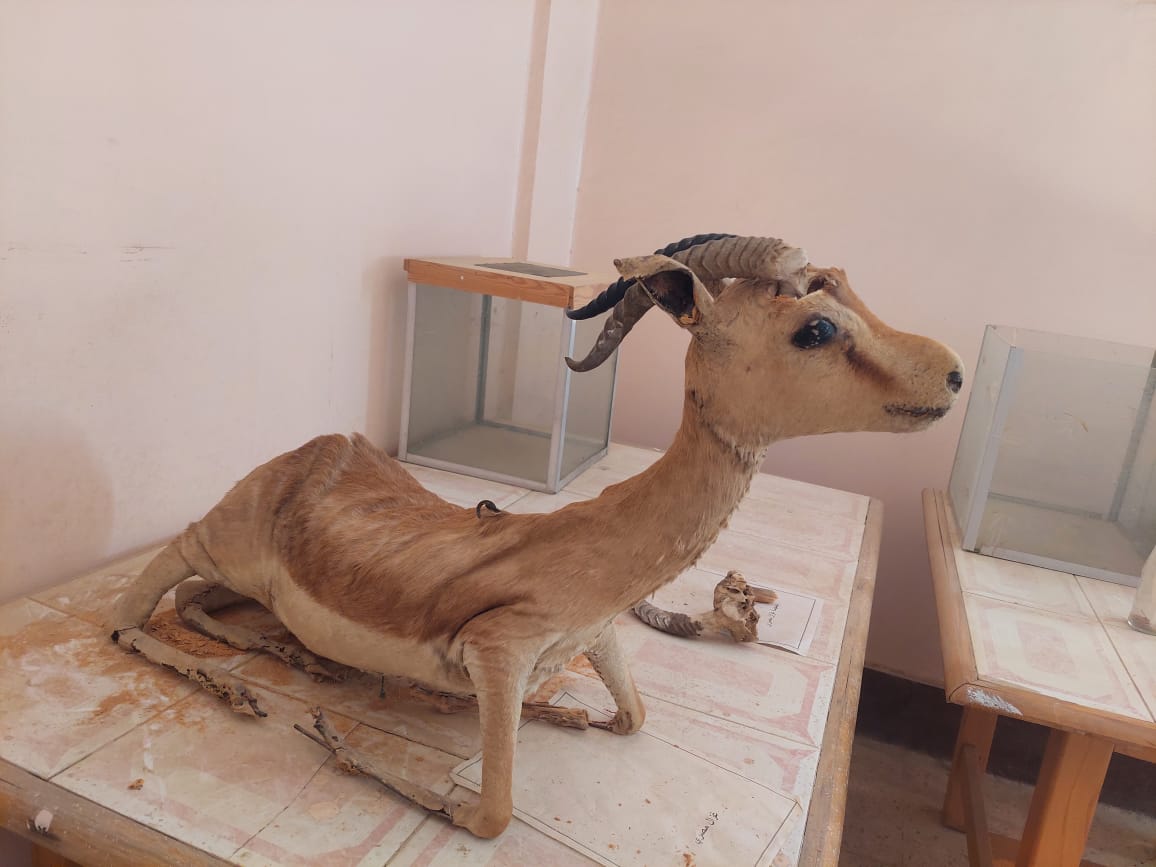 غزال مصري محنط بمتحف التحنيط بالوادي الأسيوطي.. تصوير جاسمين مهني