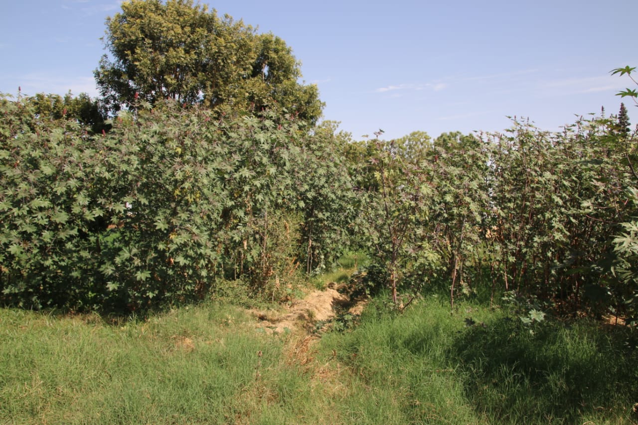 الغابة الشجرية في الأقصر - تصوير أبو الحسن عبد الستار