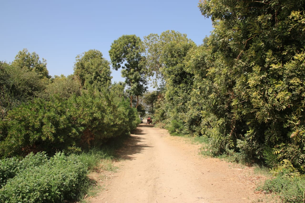 الغابة الصناعية بالأقصر - تصوير : أبو الحسن عبد الستار