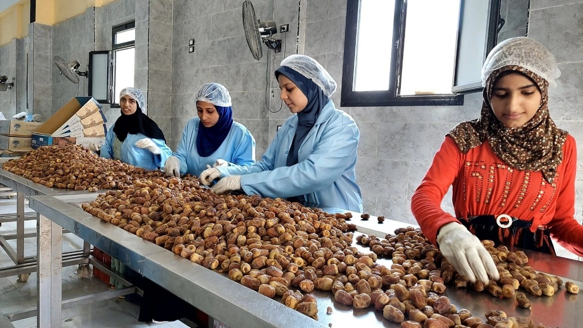 تمور الوادي الجديد.. تصوير: هدير محمود