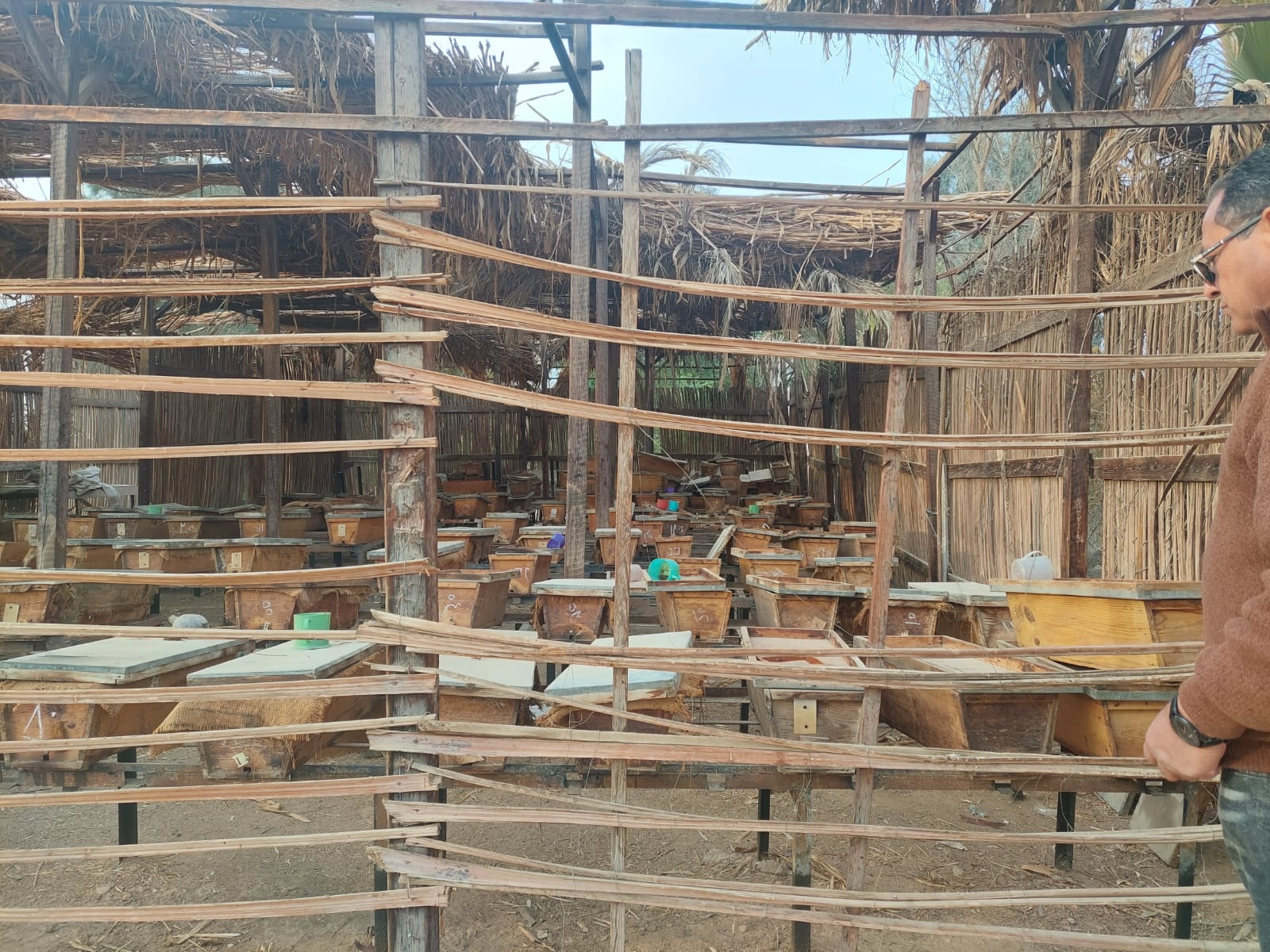 النحل الفرعوني بمحمية الوادي الأسيوطي.. تصوير: جاسمين مهني