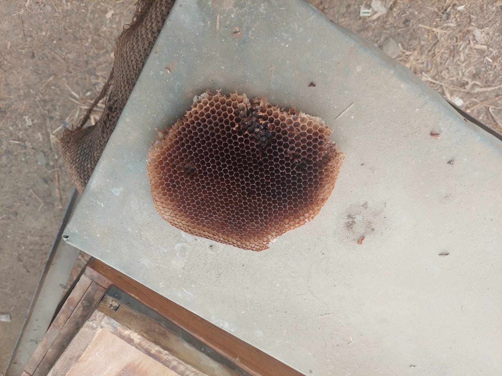 العسل النحلي.. تصوير: جاسمين مهني