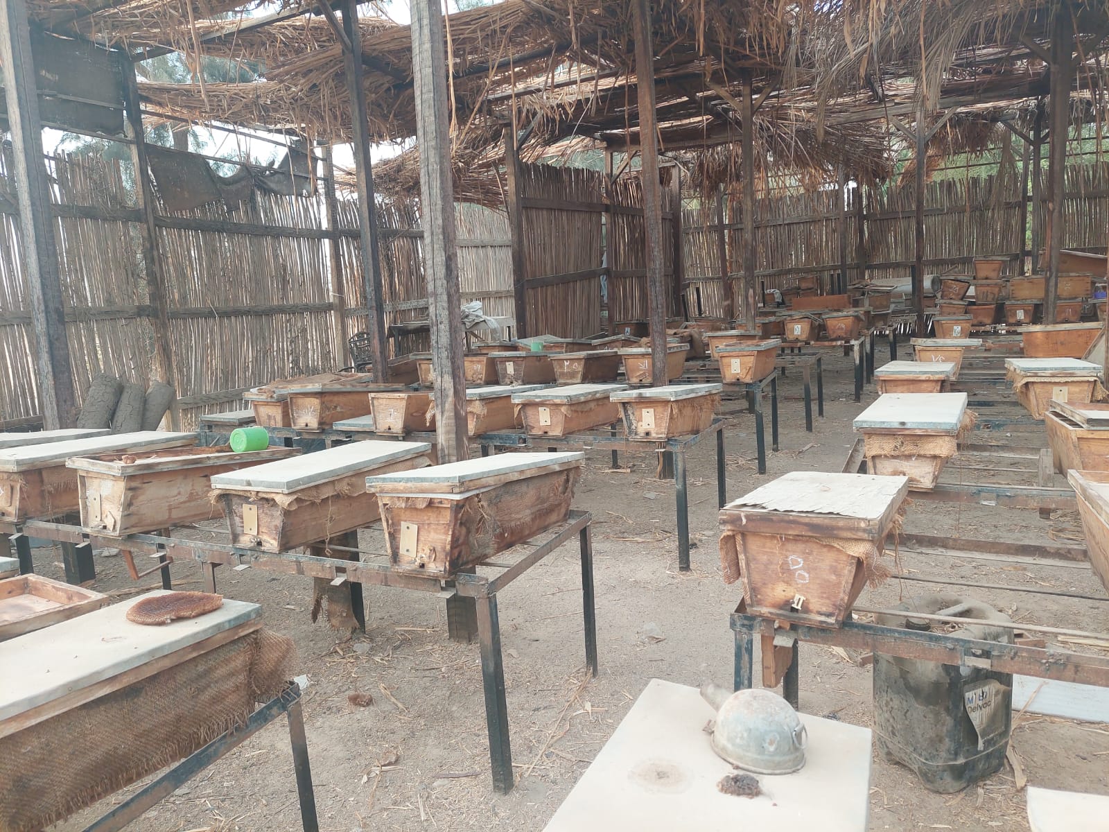 النحل الفرعوني بمحمية الوادي الأسيوطي.. تصوير: جاسمين مهني